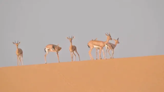 Gazelle herd seen from the balloon on a dune ridge