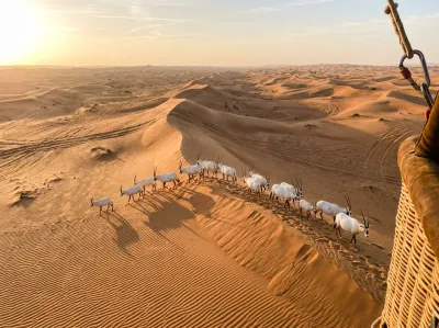 Arabian oryx herd seen from the balloon on a dune ridge